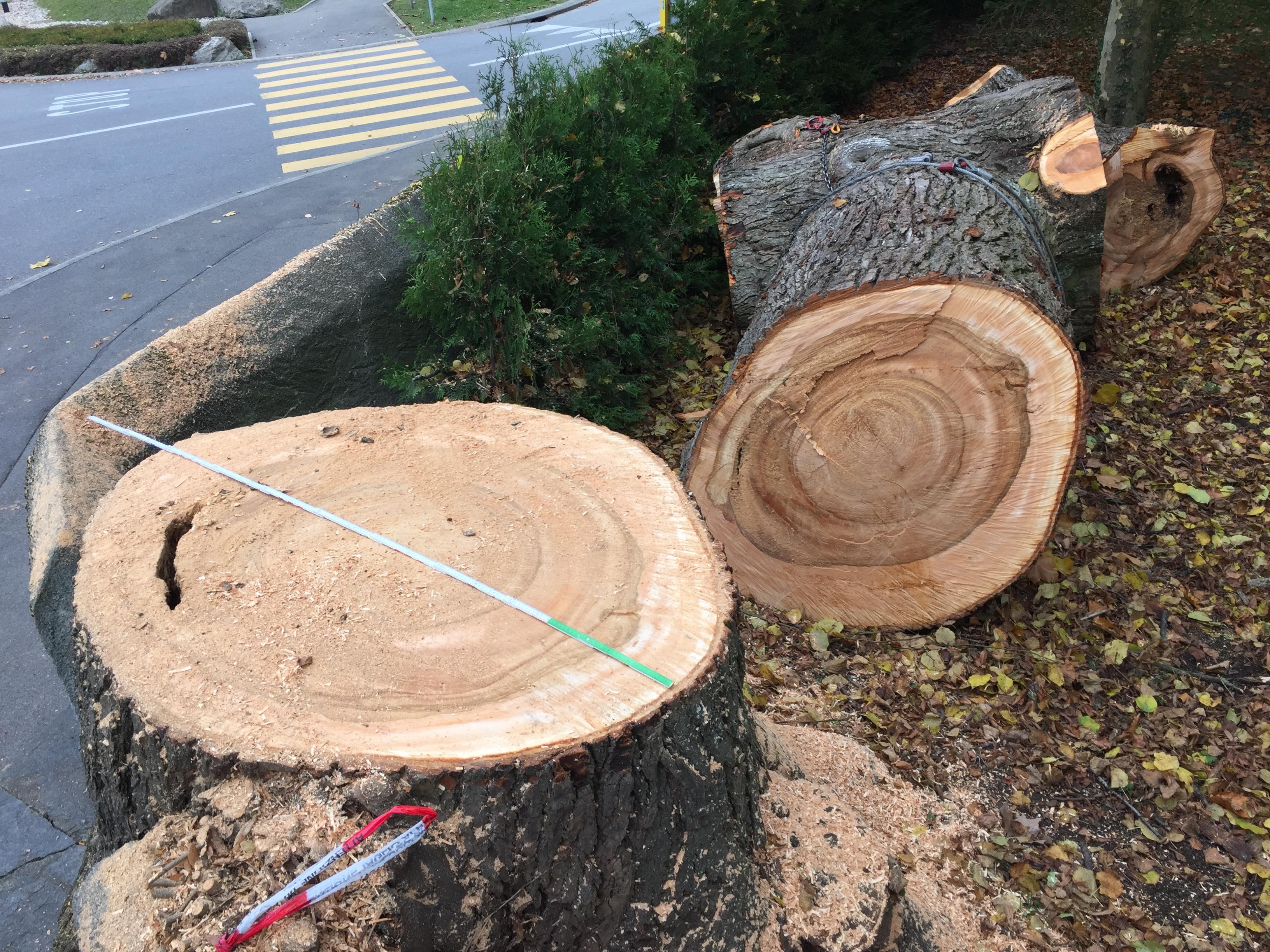 Abattage d'arbre dangereux — SAS POLYVIER Jura